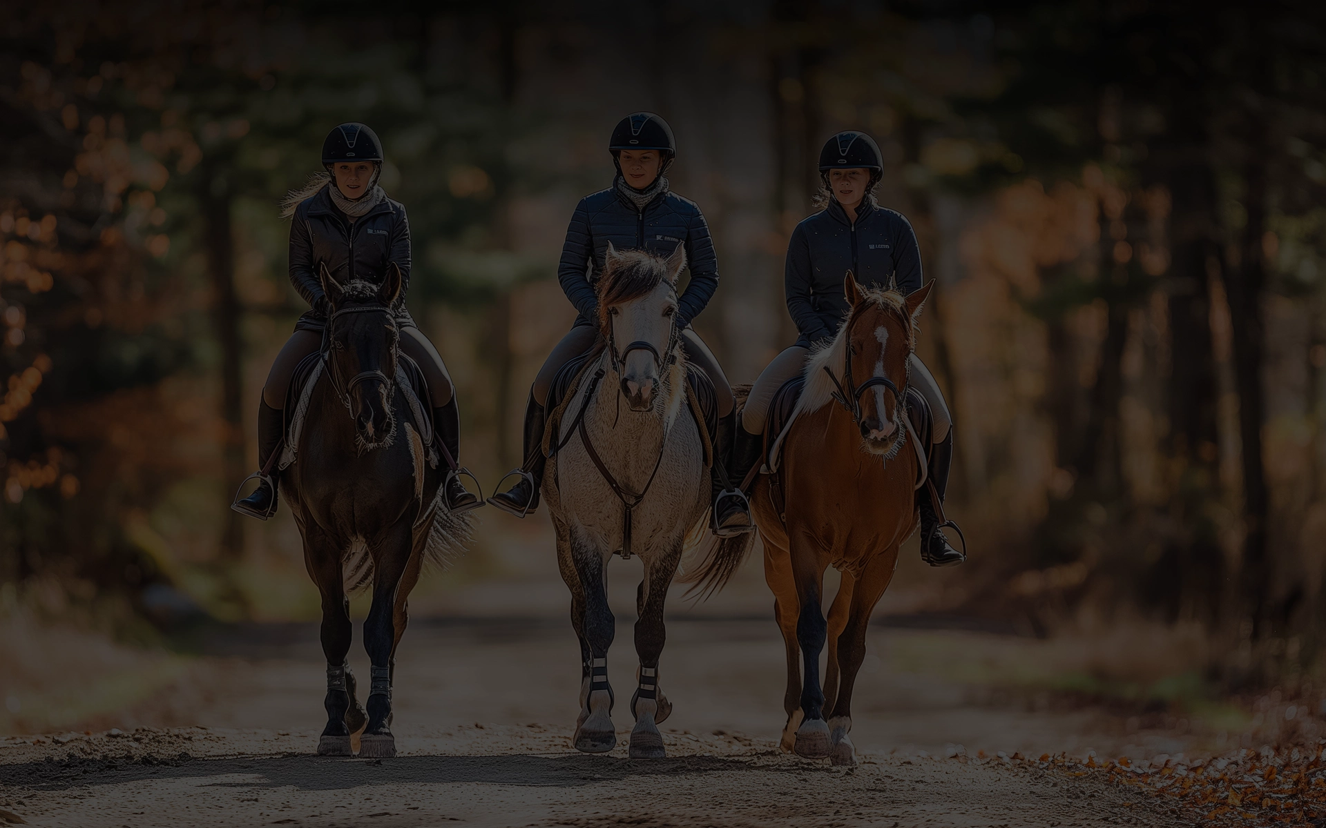 Le coin incontournable pour les passionnés d’équitation